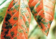 Persimmon_Disease_Insects_02